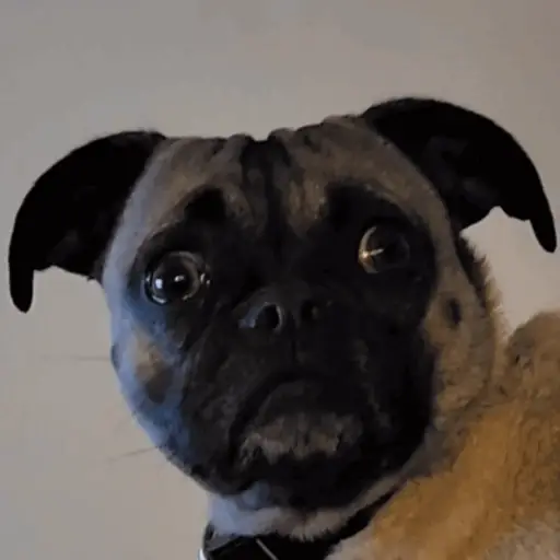💖Perritos lindos💖 7