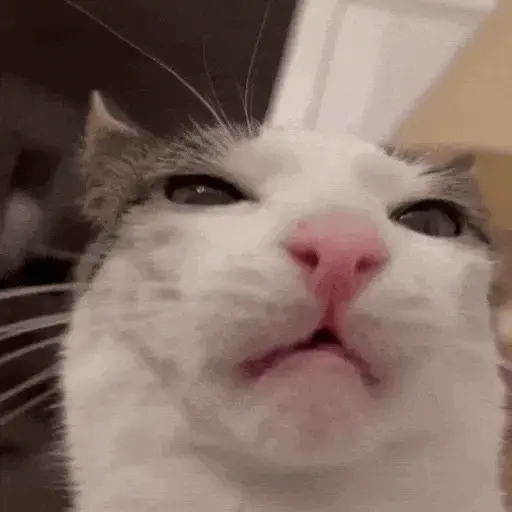 GATOS RANDOM - PARTE 21 6