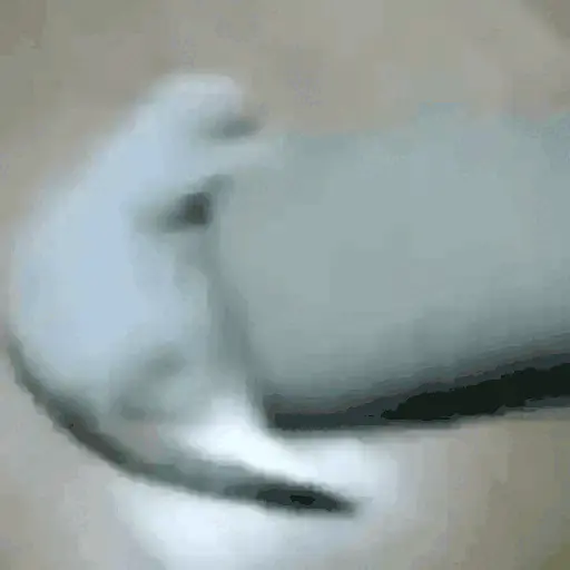 GATOS RANDOM - PARTE 21 10