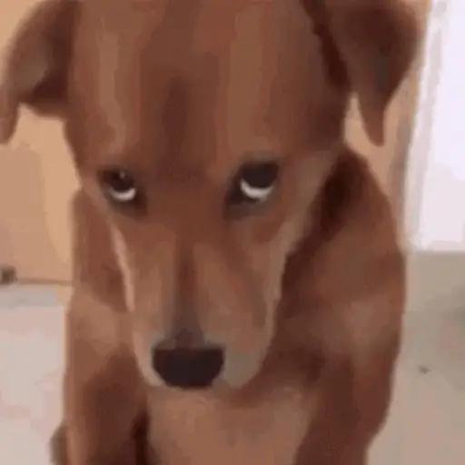 💖Perritos lindos💖 5