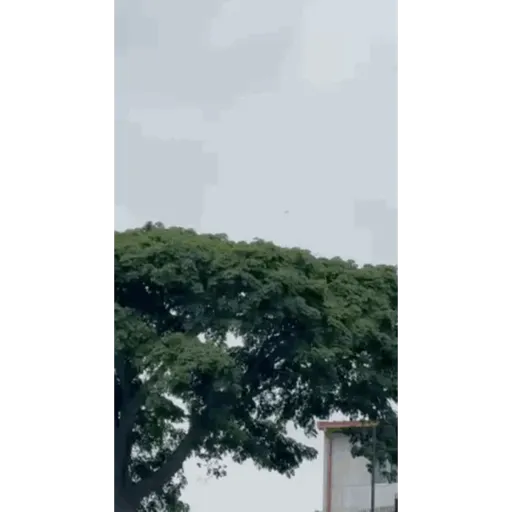 Gif 9