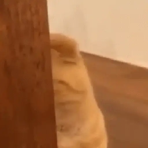 Gatitos #1 9