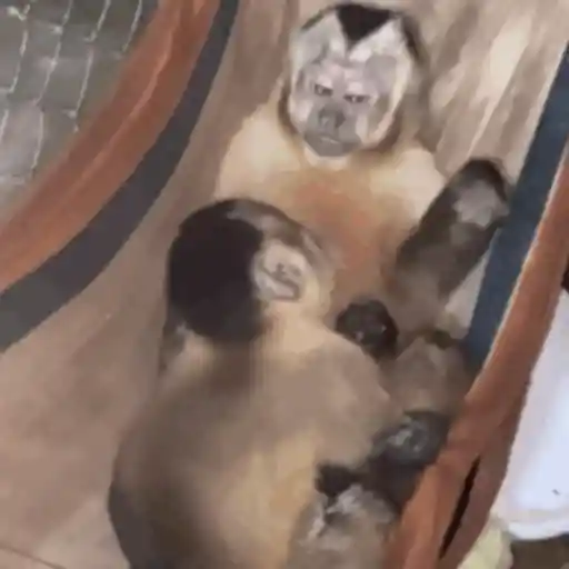 Macaquinho 1 17