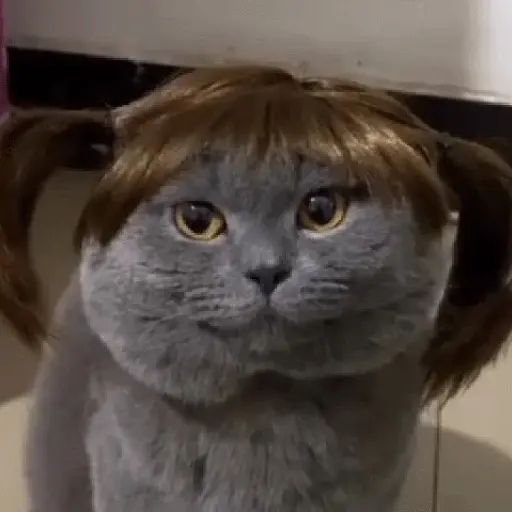 Gatitos #1 4