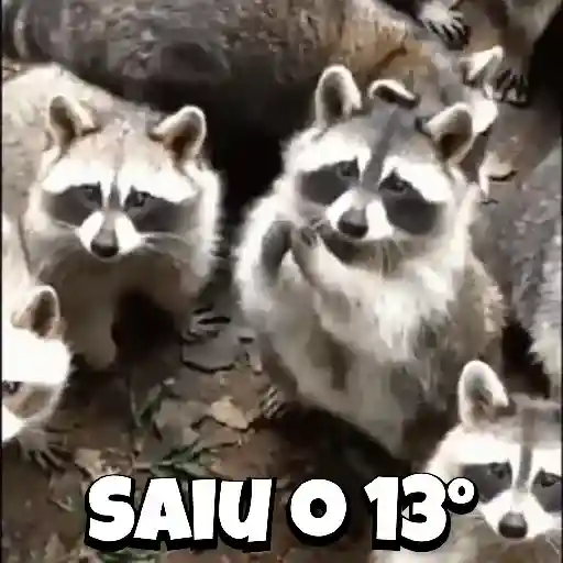 Zoeiras Animais 5