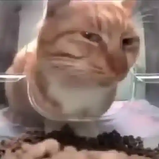 Gatitos🎥😺 1