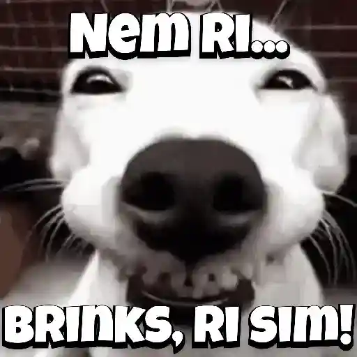 Zoeiras Animais 22