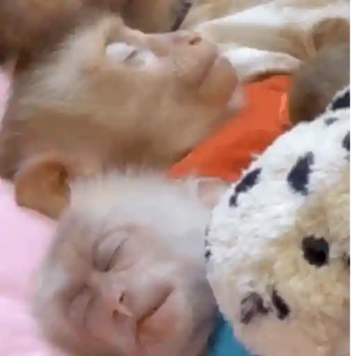 Macaquinho 1 18