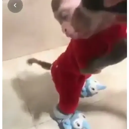 Monos animados d Diego 2