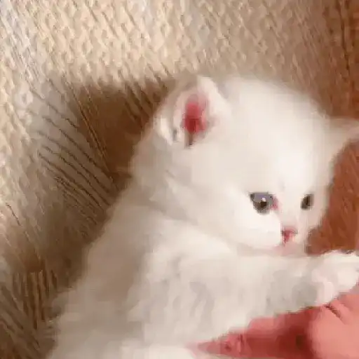 Gatos 9