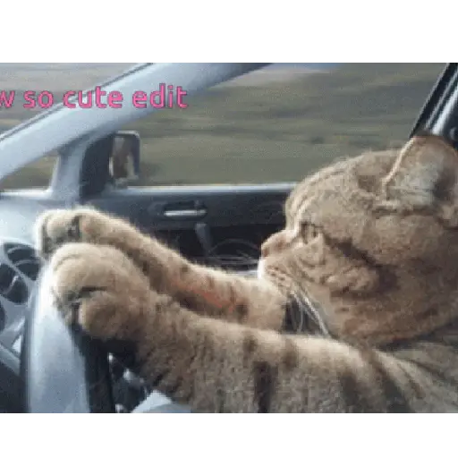 Gatitos #1 13