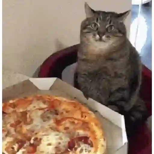Gatitos #1 6