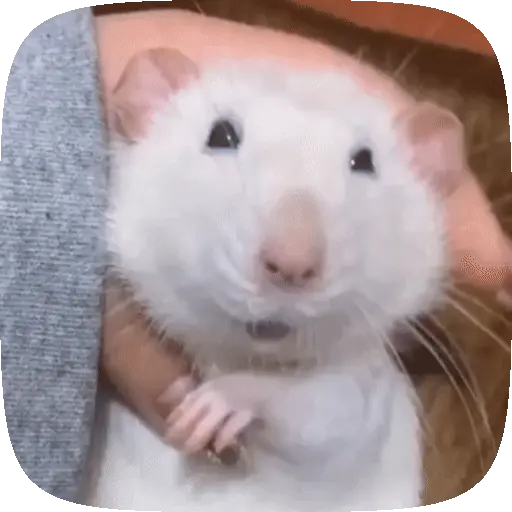 🐀 Ratitas funny pal chat🐁🐀 5