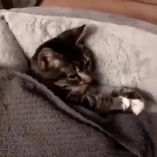 Gatos 8