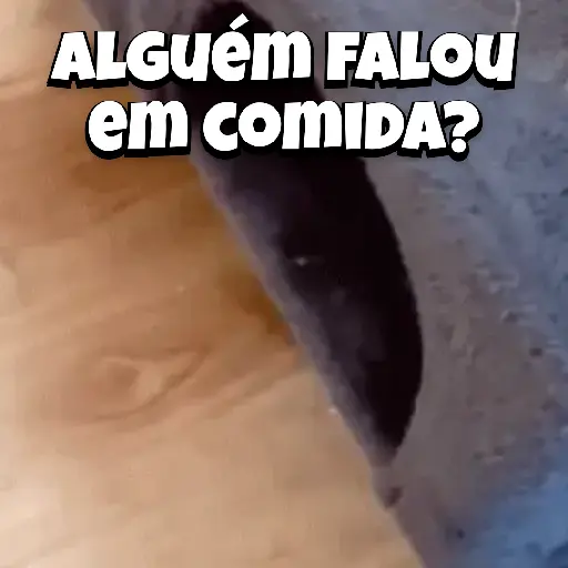 Zoeiras Animais 2