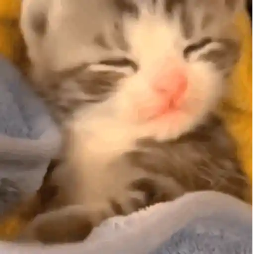 Gatitos 2
