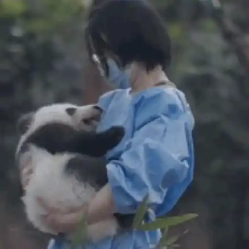 Panda 2
