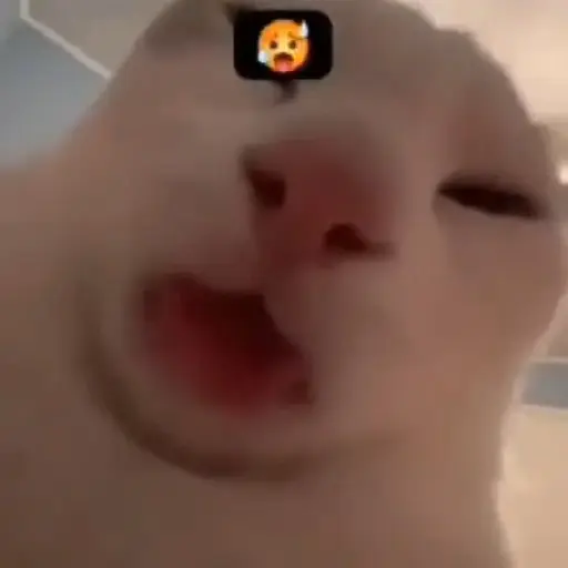 Gatos animados😸 6