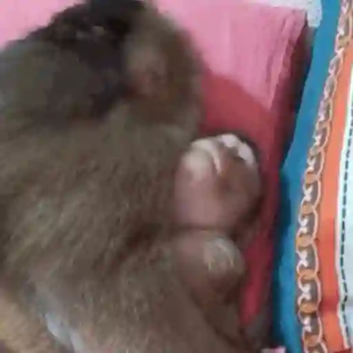Macaquinho 1 16