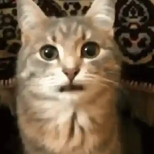 Gatinhos 2 3