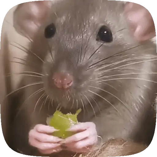 🐀 Ratitas funny pal chat🐁🐀 4