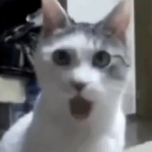 Gatitos #1 1