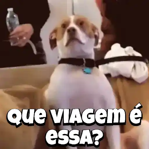 Zoeiras Animais 25