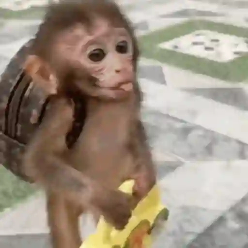 Macaquinho 1 20