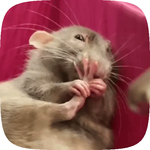 🐀 Ratitas funny pal chat🐁🐀 7