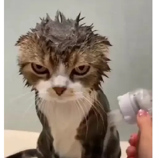 Gatitos #1 2