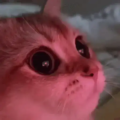 Gatos 7