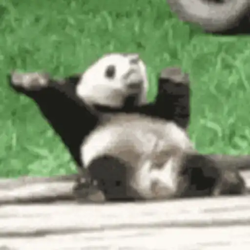 Panda 5