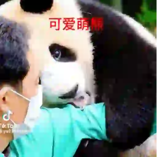 Panda 4