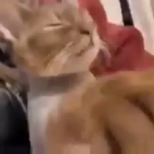 Gatos animados😸 5