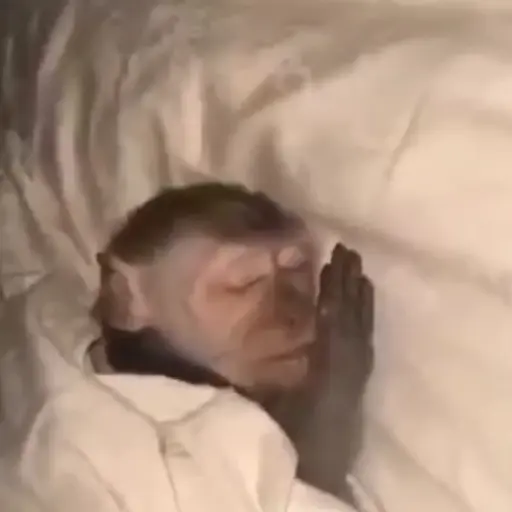 Monos animados d Diego 4
