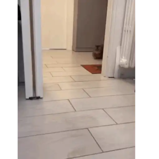 Gatitos 1