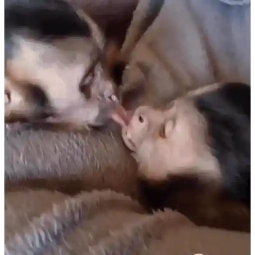 Macaquinho 1 1