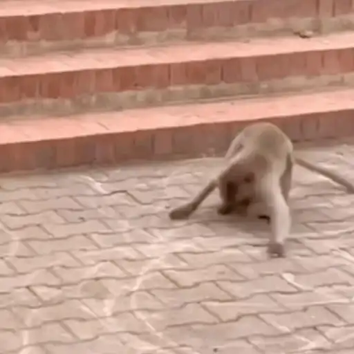 Macaquinho 1 26