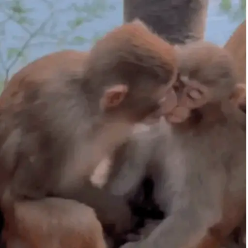 Macaquinho 1 22
