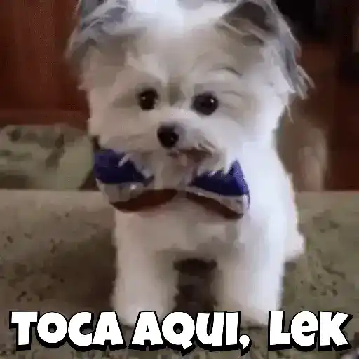 Zoeiras Animais 26
