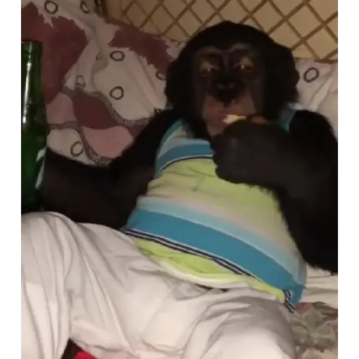 Monos animados d Diego 3