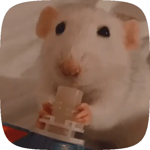 🐀 Ratitas funny pal chat🐁🐀 6