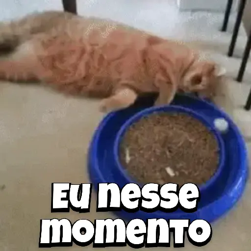 Zoeiras Animais 29