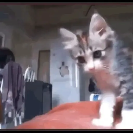 Gatos animados😸 8