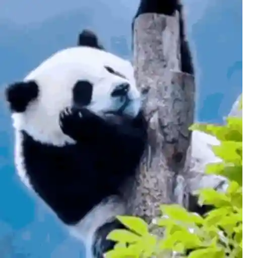 Panda 1