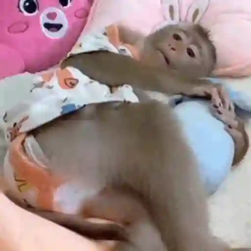 Macaquinho 1 27