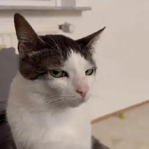 Gatinhos 2 1