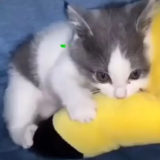 Gatos animados😸 13