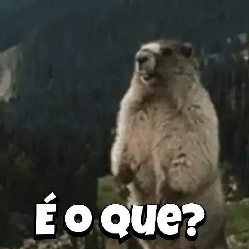 Zoeiras Animais 20
