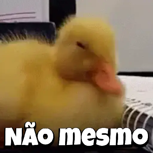 Zoeiras Animais 16